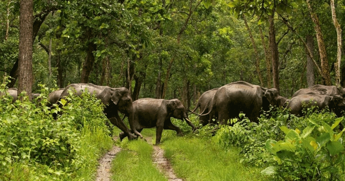 കേരളത്തില്‍ അയ്യായിരം ഹെക്ടറിലേറെ വനഭൂമി കൈയേറ്റക്കാരുടെ പക്കല്‍; ഏറ്റവും കൂടുതല്‍ കൈയേറ്റം മൂന്നാര്‍ ഡിവിഷനില്‍