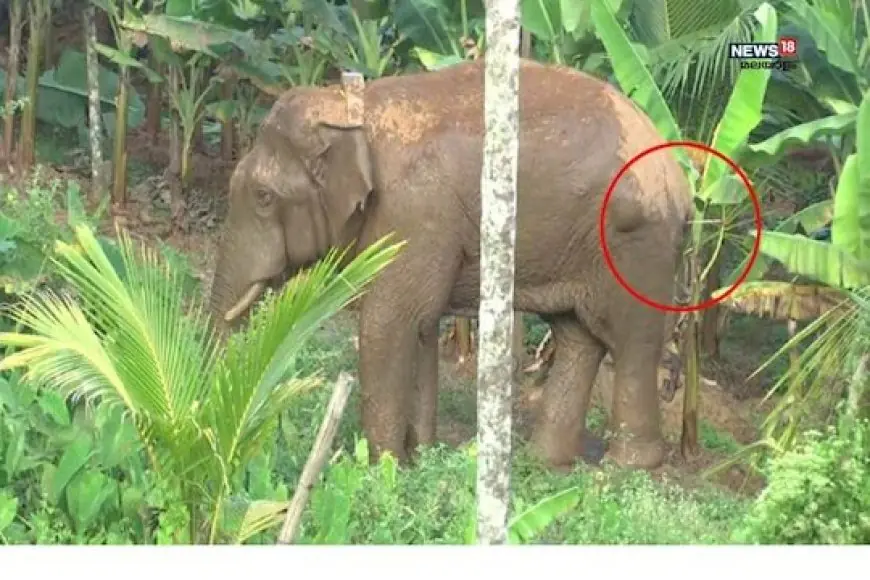 മാനന്തവാടിയിൽ നിന്ന് മയക്കുവെടിവച്ച് പിടികൂടിയ തണ്ണീര്‍ കൊമ്പൻ ചരിഞ്ഞു