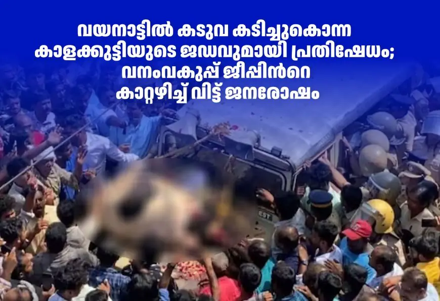 വയനാട്ടിൽ കടുവ കടിച്ചുകൊന്ന കാളക്കുട്ടിയുടെ ജഡവുമായി പ്രതിഷേധം; വനംവകുപ്പ് ജീപ്പിന്‍റെ കാറ്റഴിച്ച് വിട്ട് ജനരോഷം